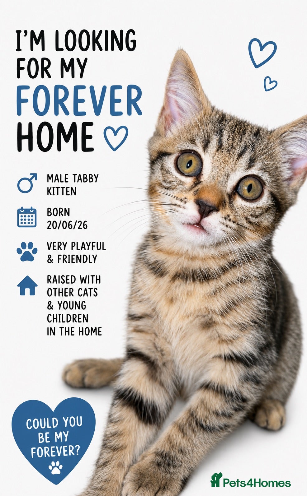 Mixed Breed cats Gorgeous little kitten ready for their new home🩵 - Advert 3