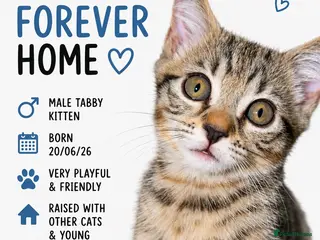 Mixed Breed cats Gorgeous little kitten ready for their new home🩵 - Advert 3