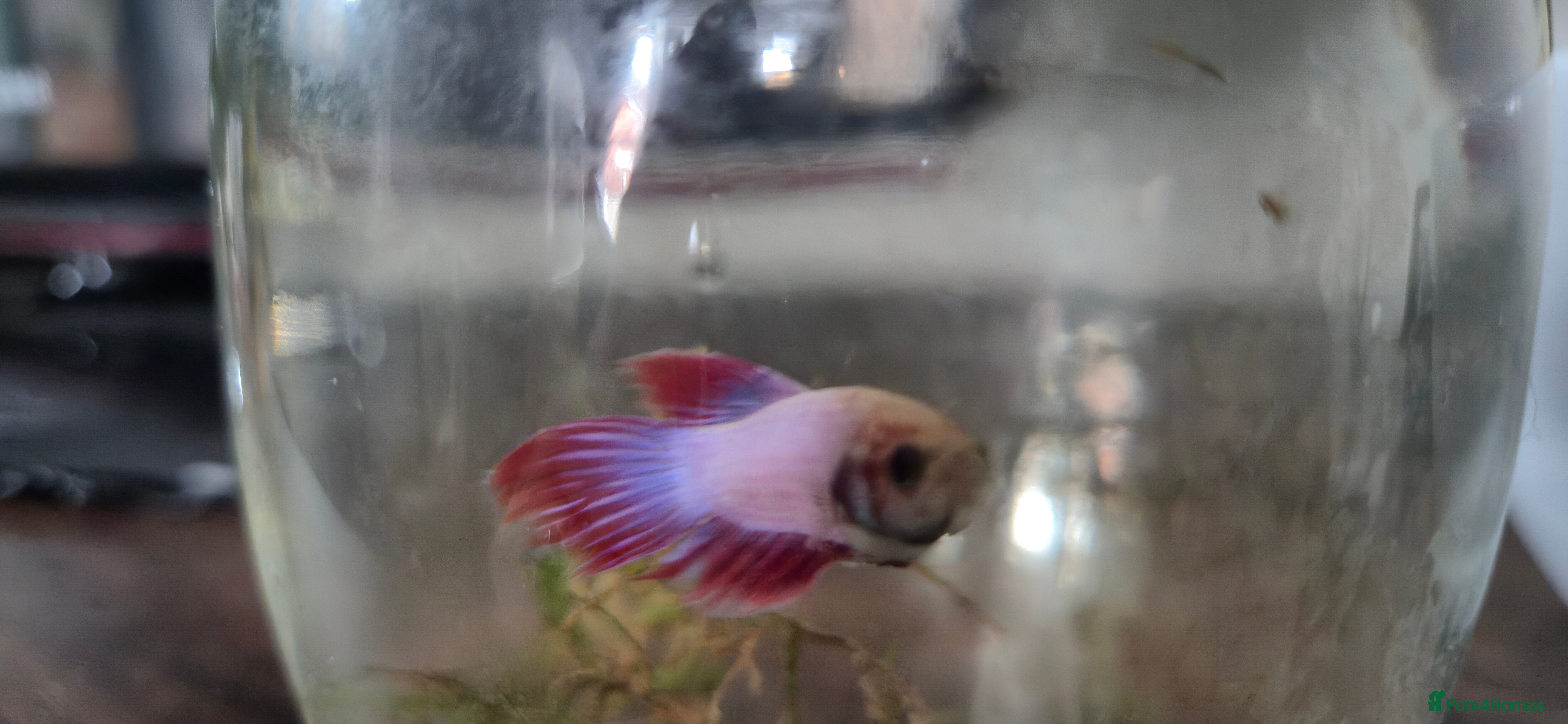Bettas fish Male betta in Stourbridge - Advert 6