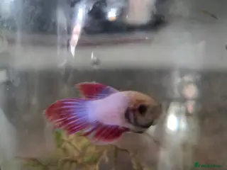 Bettas fish Male betta in Stourbridge - Advert 3