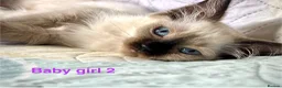 Ragdoll cats for sale: Socialised Baby Ragdoll Kittens ready now  - Advert 12