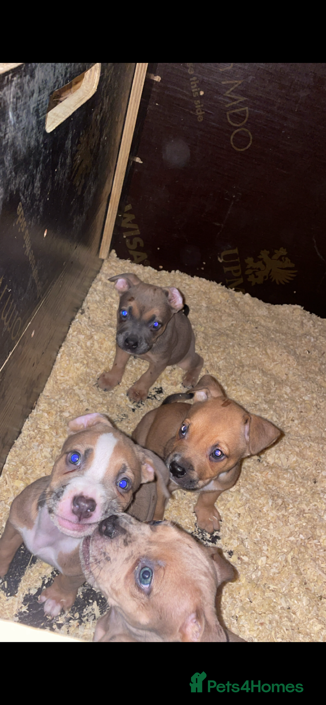 Mixed Breed dogs for sale: American bully cross bullmastiff  - Advert 1