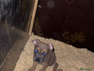 Mixed Breed dogs American bully cross bullmastiff - Advert 1