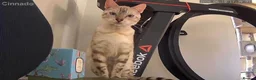 Bengal cats for sale: Beautiful Snow Lynx Bengal in Windsor - Advert 3