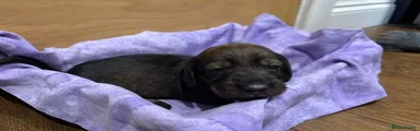 Miniature Dachshund 5