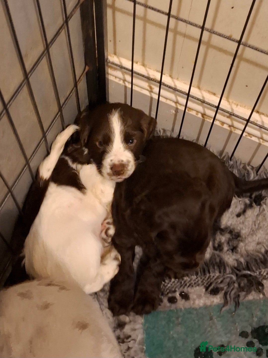 Cocker Spaniel dogs for sale: Cocker spaniel puppies - Advert 2