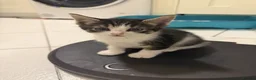 Mixed Breed cats for sale: 3 Beautiful Playful Kittens  - Advert 3