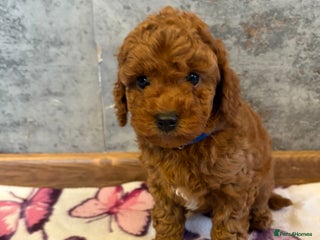 Cockapoo dogs Beautiful Cockapoo puppies last girl and last boy - Advert 16