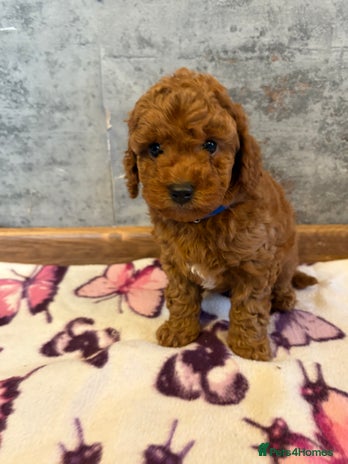 Cockapoo dogs Beautiful Cockapoo puppies last girl and last boy - Advert 7