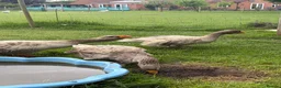 Geese poultry for sale: Russian Tula geese (trio) in Devizes - Advert 9