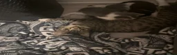 Mixed Breed cats for sale: Beautiful bengal x korat kittens  - Advert 4