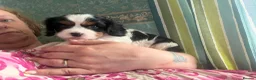 Cavalier King Charles Spaniel dogs for sale: 7 week old King Charles spaniel - Advert 3