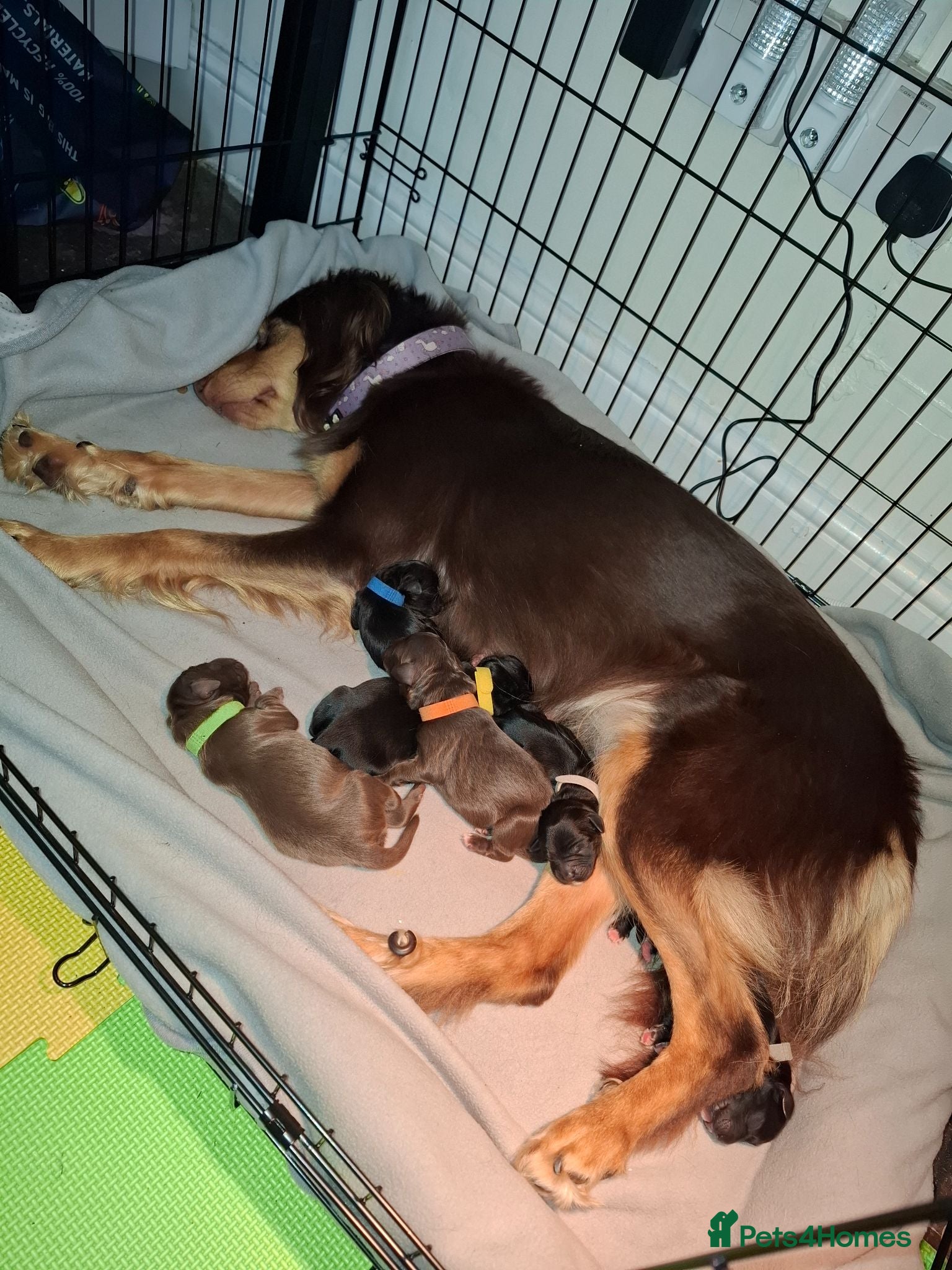 English Springer Spaniel dogs Springer spaniel puppies - Advert 1