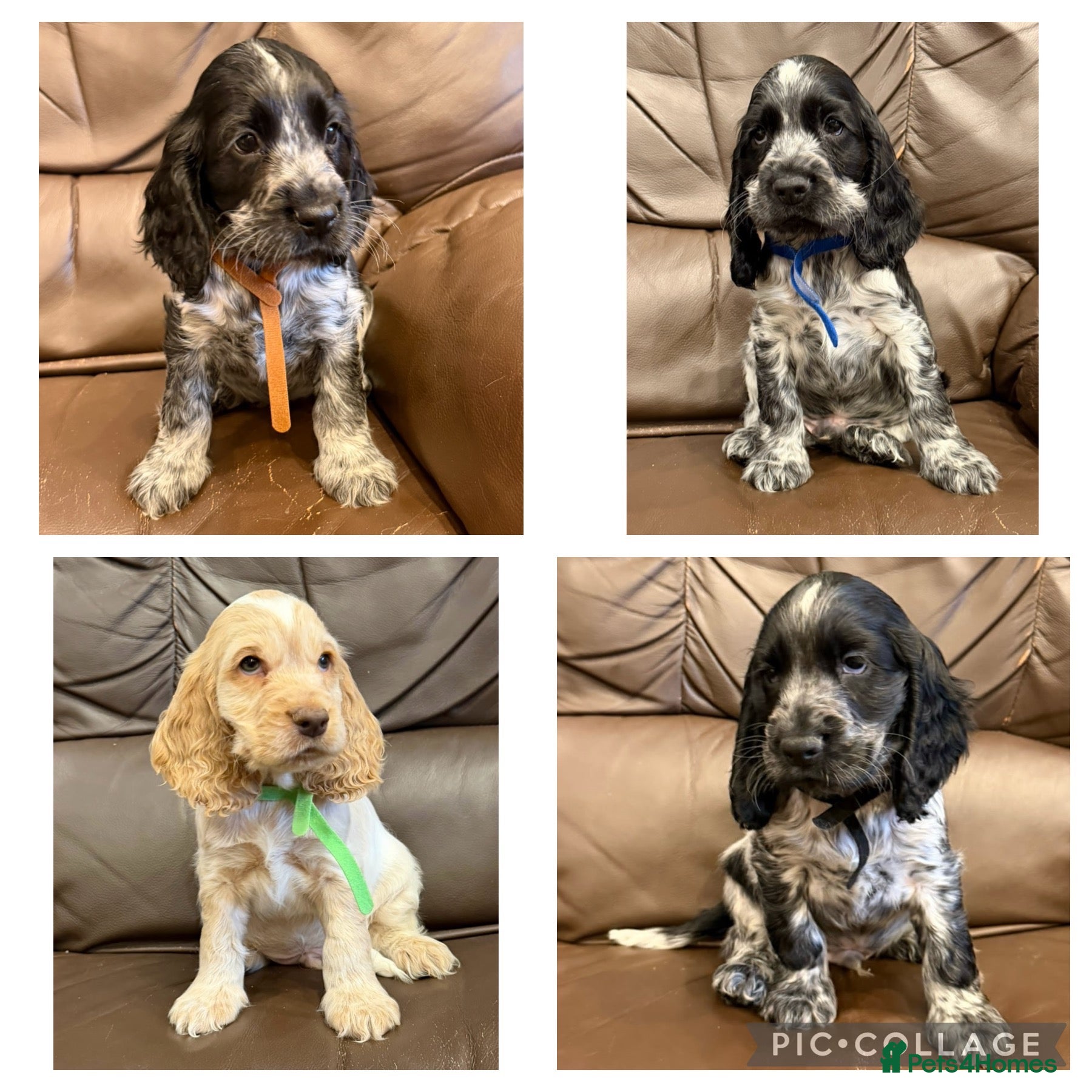 Cocker Spaniel dogs for sale: KC registered Cocker Spaniel Pups DNA Tested - Advert 1