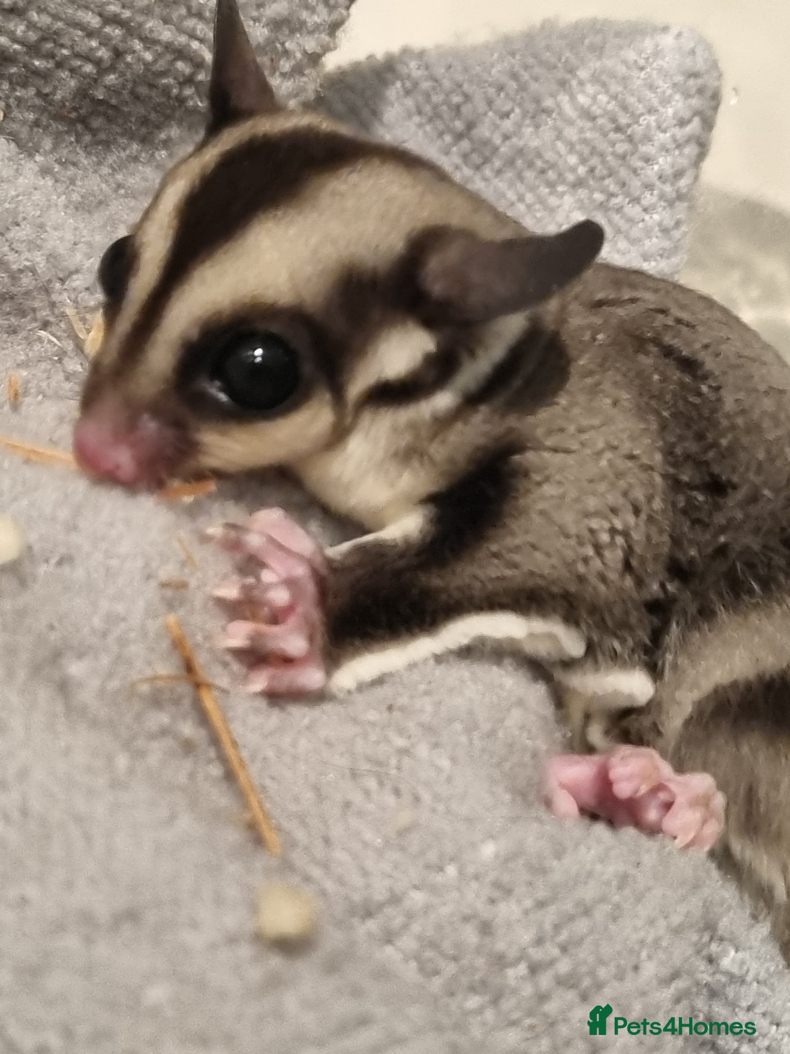 Sugar Glider rodents Two gorgeous sugar gliders - Advert 1