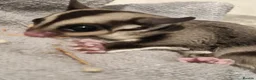 Sugar Glider rodents for sale: Two gorgeous sugar gliders - Advert 1