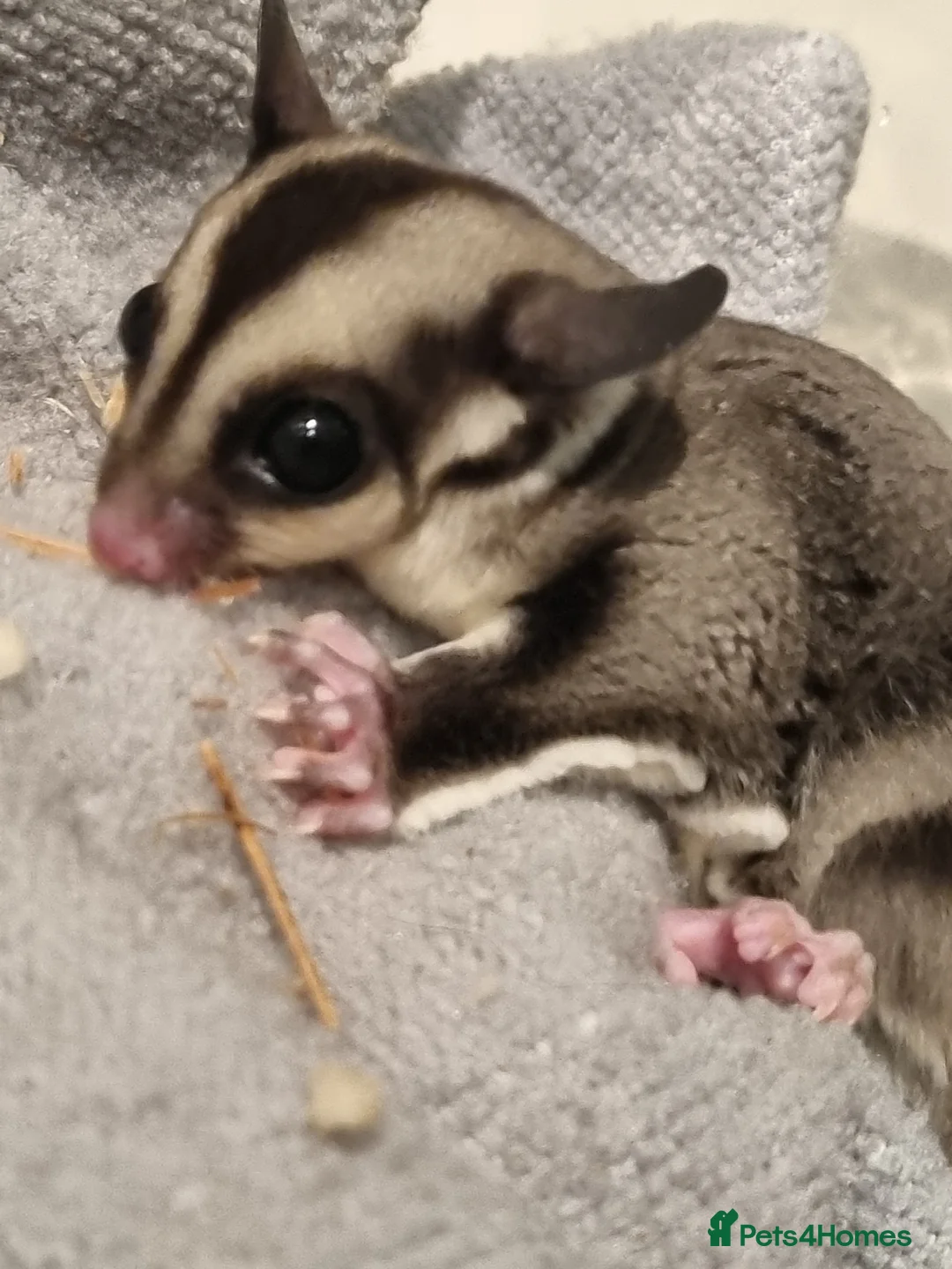 Sugar Glider rodents for sale: Two gorgeous sugar gliders - Advert 1