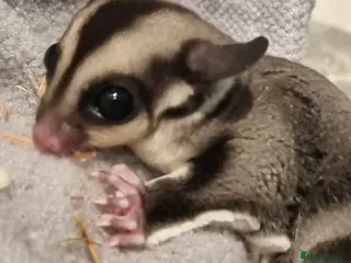 Sugar Glider rodents Two gorgeous sugar gliders - Advert 1