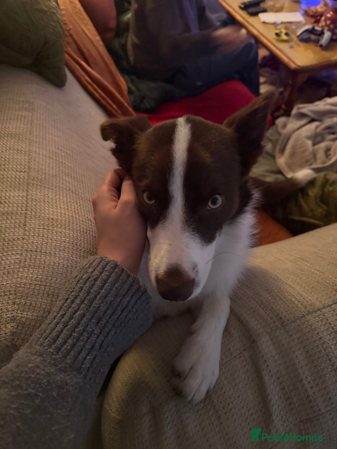 Border Collie dogs for sale: 10 month old Pure Border Collie 🐾 - Advert 8