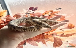Snake reptiles for sale: Western Hognose Snake – Conda Het Albino (Male) - Image 3