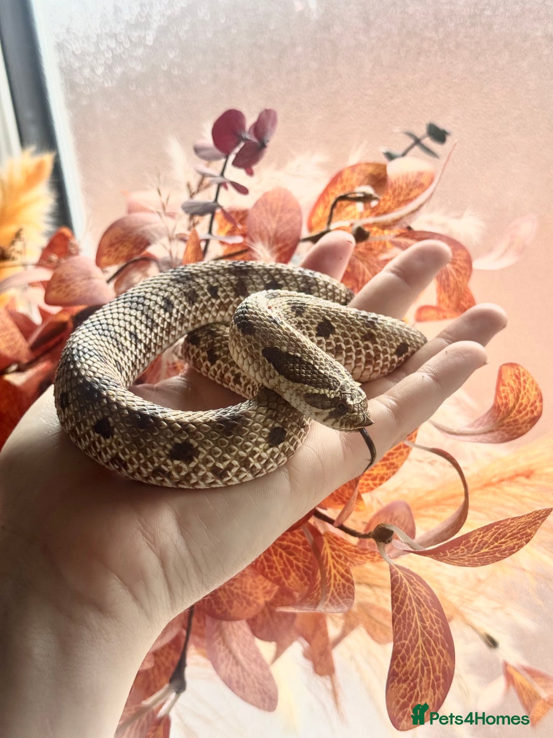 Snake reptiles for sale: Western Hognose Snake – Conda Het Albino (Male) - Image 3