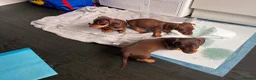 Dachshund dogs for sale: Dachshund Puppies!  - Advert 3