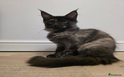 Maine Coon cats for sale: One TICA-Registered Maine Coon Kittens Available - Image 3