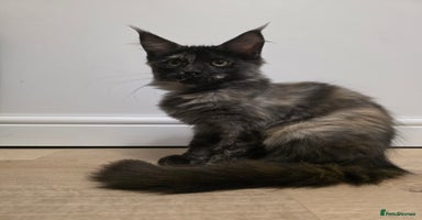 Maine Coon cats - Advert 8