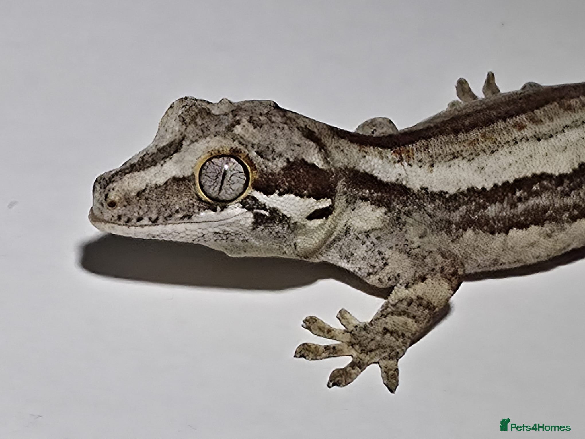 Gecko reptiles Gargoyle Gecko - Advert 1