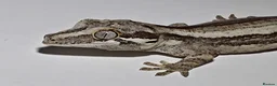 Gecko reptiles for sale: Gargoyle Gecko in Bexleyheath - Advert 1