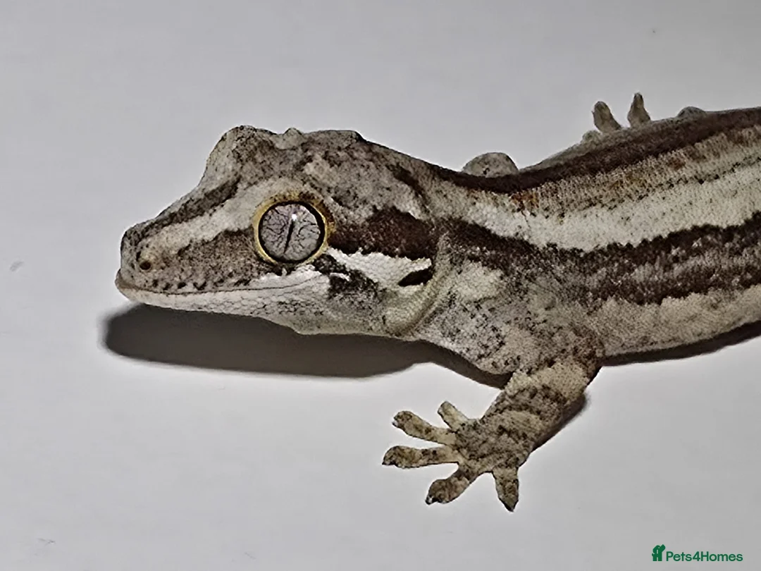 Gecko reptiles for sale: Gargoyle Gecko in Bexleyheath - Advert 1