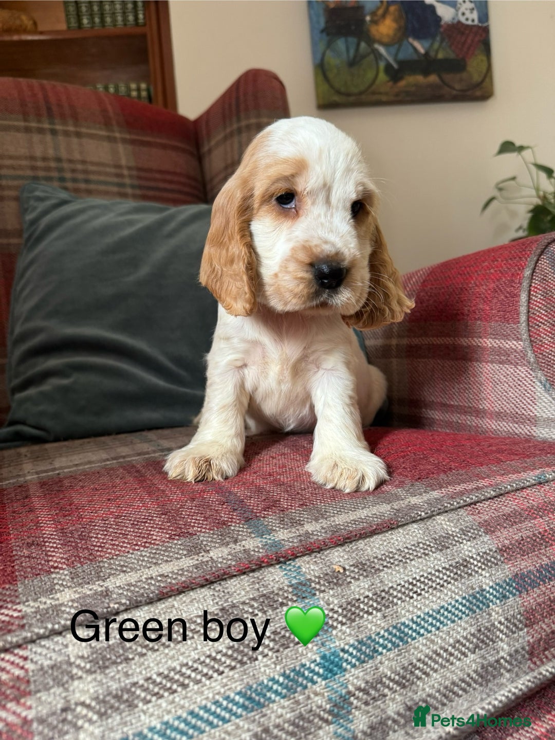 Cocker Spaniel dogs for sale: Health tested, show type, cocker spaniel puppies! - Image 8