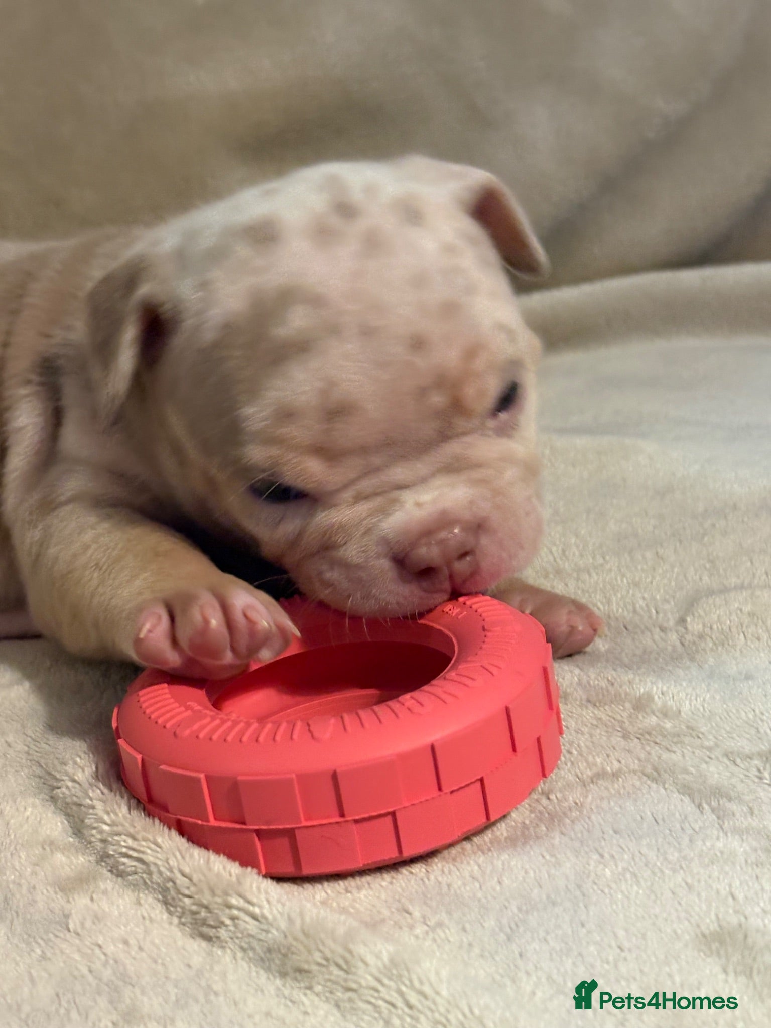 American Bully dogs Lucci vs Gr CH McLovin pups  - Advert 2