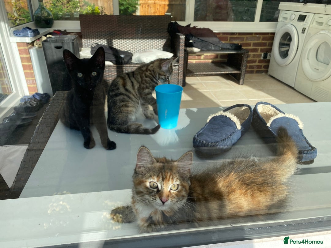 Mixed Breed cats for sale: Two girls and one boy kitten available - Image 6