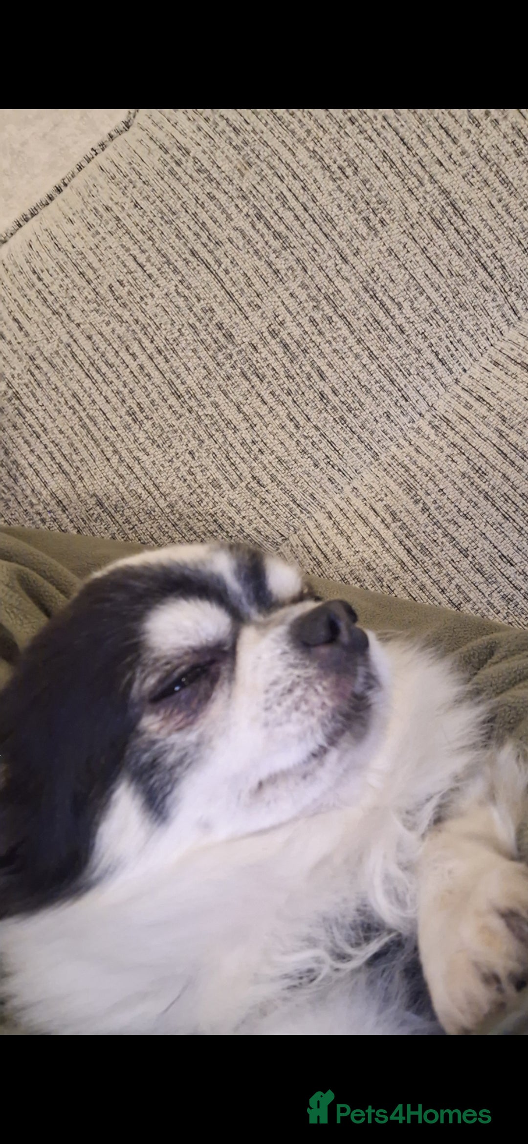 Chihuahua dogs for sale: Black and white long-haired chihuahua  - Advert 7