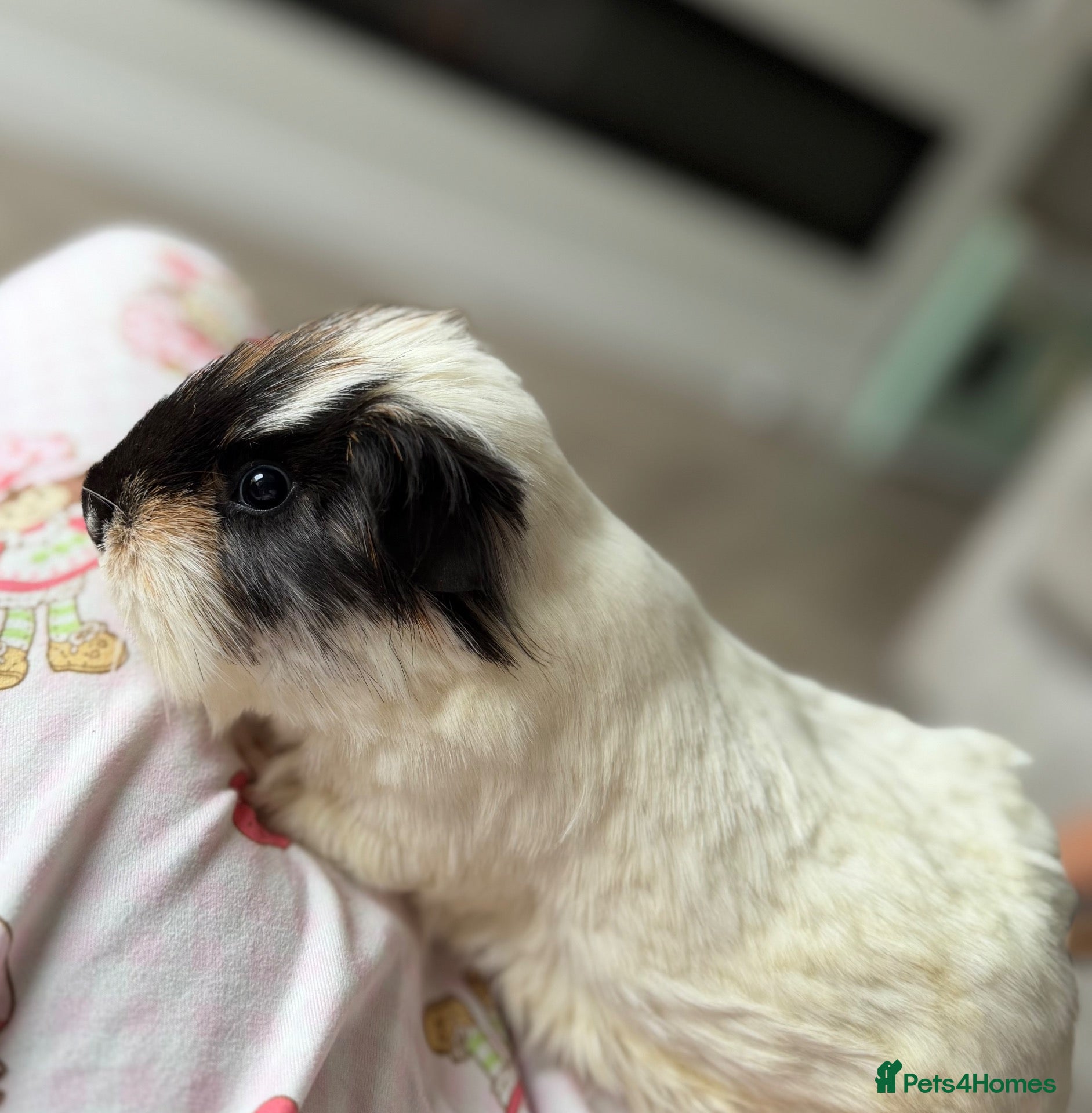 Guinea Pig rodents for sale: Beautiful natured male guinea pig BABY🤍 - Advert 1