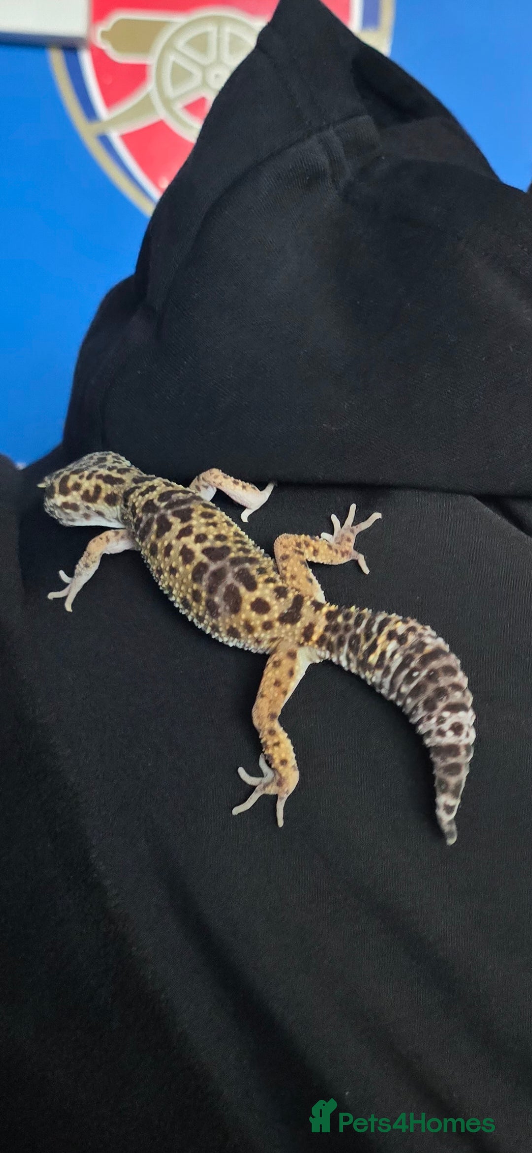 Leopard Gecko reptiles for sale: 7 months old Female leopard gecko  - Advert 9