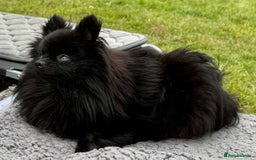 Pomeranian dogs for adoption: Charlie’s Story – The Tiny Dog With a Giant Heart - Image 3
