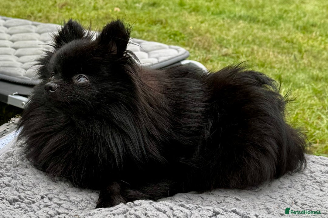 Pomeranian dogs for adoption: Charlie’s Story – The Tiny Dog With a Giant Heart - Image 3