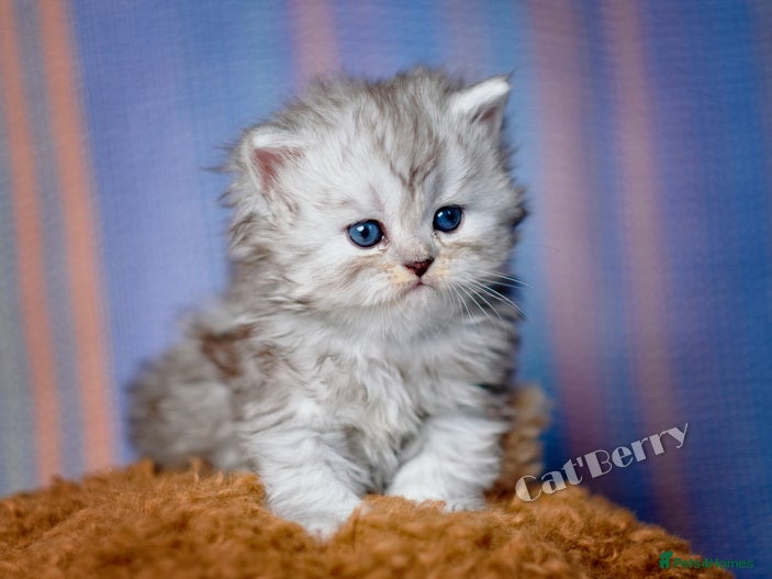 Persian cats Persian Chinchilla Kittens  - Advert 1