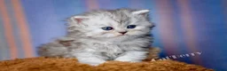 Persian cats for sale: Persian Chinchilla Kittens  - Advert 1