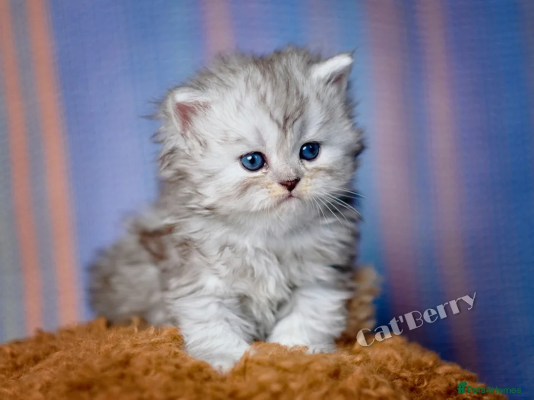Persian cats for sale: Persian Chinchilla Kittens  - Advert 1
