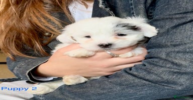 Maltipoo dogs Exquisitely Adorable Toy Maltipoo Puppies  - Advert 1