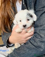 Maltipoo dogs Exquisitely Adorable Toy Maltipoo Puppies - Advert 11