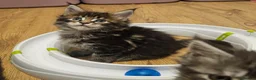 Maine Coon cats for sale: Tica Reg maine coon kittens - Advert 12