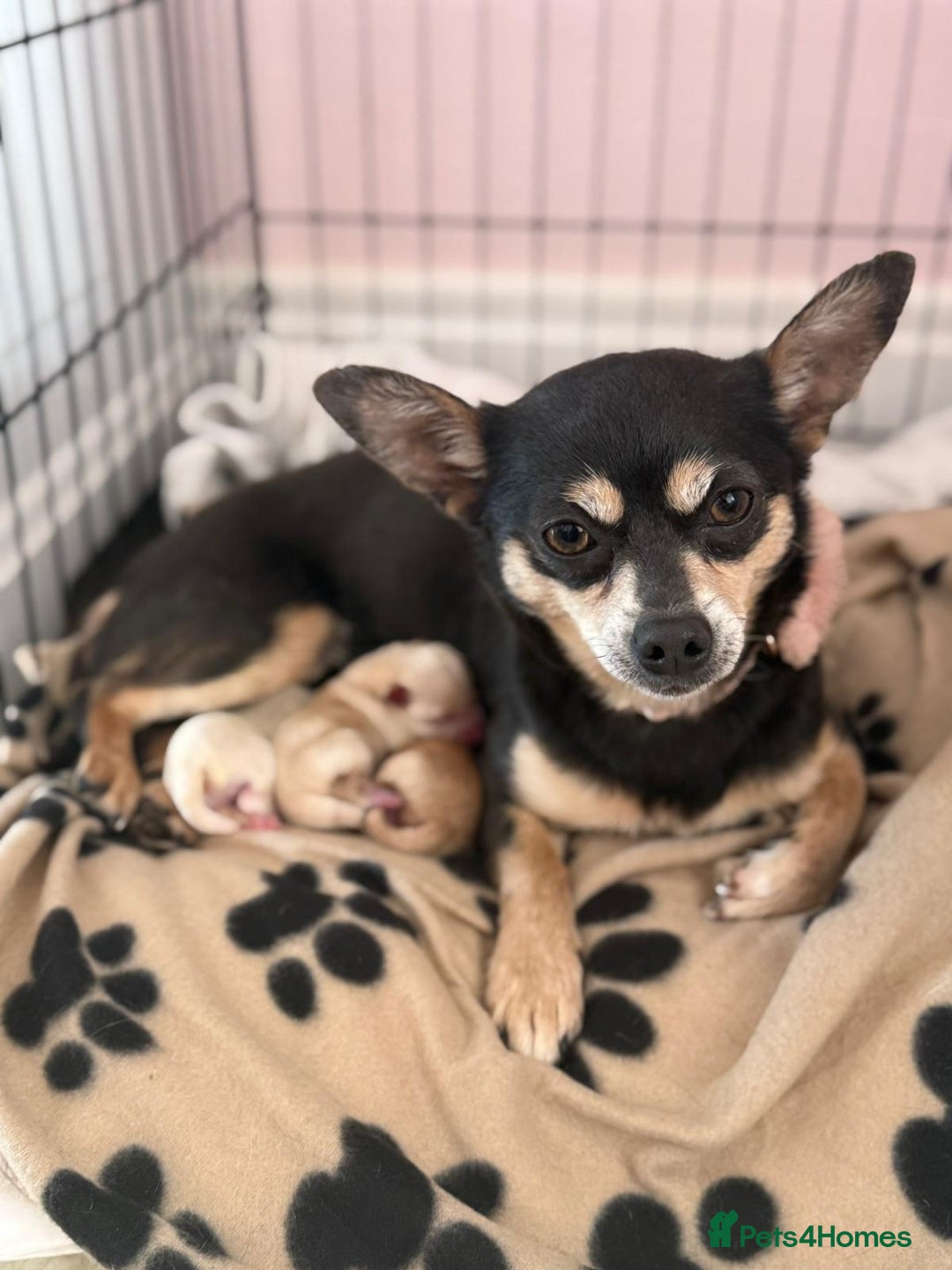 Mixed Breed dogs for sale: Chihuahua Cross Puppy - Image 6