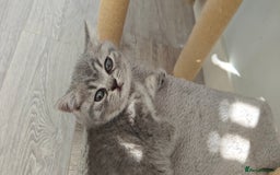 British Shorthair cats for sale: Silver tabby/blue British shorthair kittens - Image 12