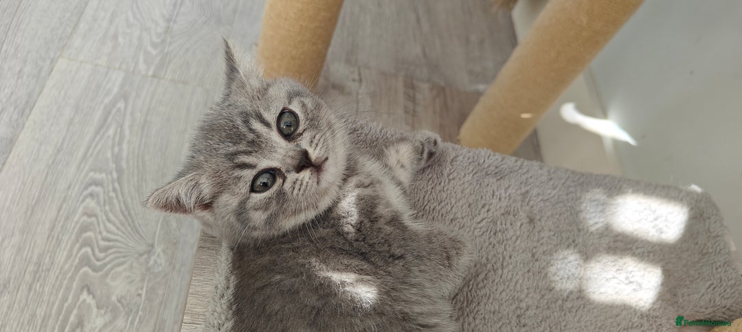 British Shorthair cats for sale: Silver tabby/blue British shorthair kittens - Image 12
