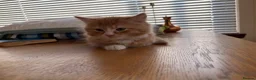 Mixed Breed cats for sale: Beautiful kittens for sale !! in Girvan - Advert 24