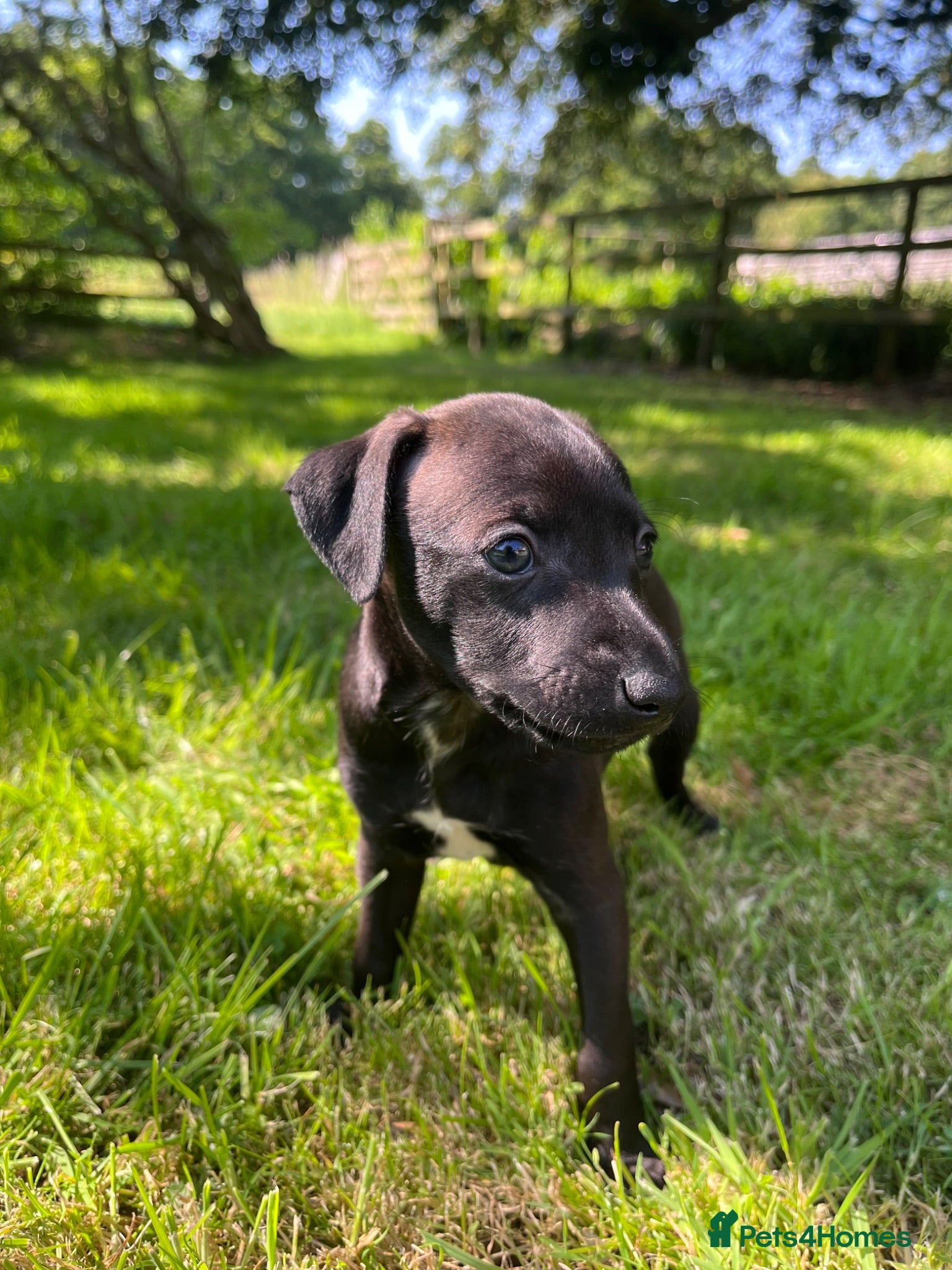 Italian Greyhound dogs Beautiful KC Italian Greyhound Puppies - Advert 2